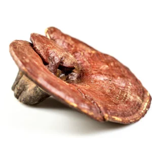 Reishi Mushrooms