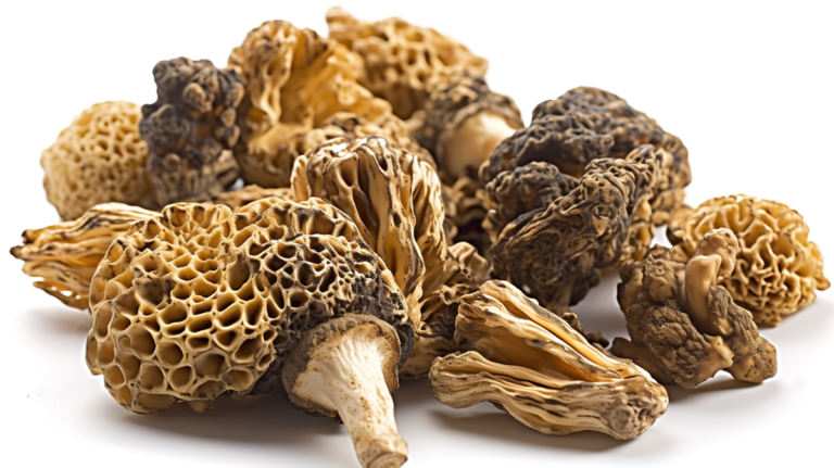 Buy Dried Morel Mushrooms - Image 2
