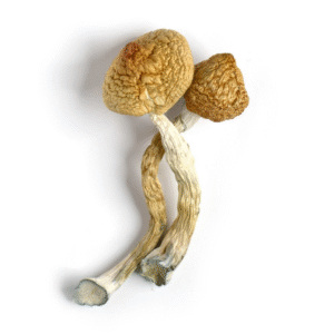 Golden Teacher Mushroom