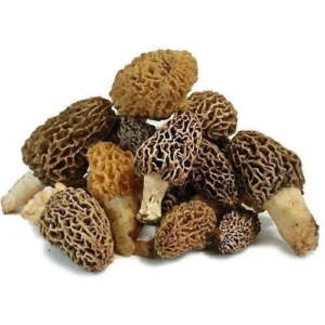 dried morel mushrooms